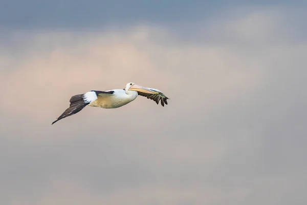 Pelikanflug Frühen Morgen Woy Woy Der Central Coast Nsw Australien — Stockfoto