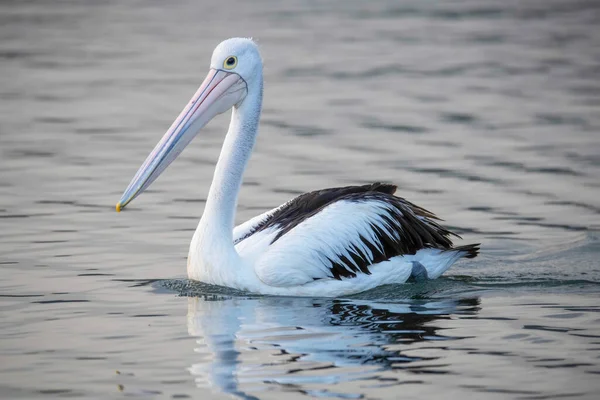 Pelican Cruising Bay Water Morning Light Woy Woy Central Coast — стоковое фото