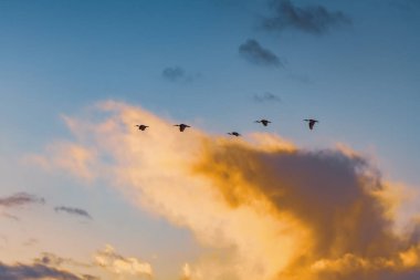 Sabahın erken saatlerinde Ibis kuşları ve bulutları ile birlikte gökyüzü Central Coast, NSW, Avustralya 'da Woy Woy' da yağmurlu bir günde.