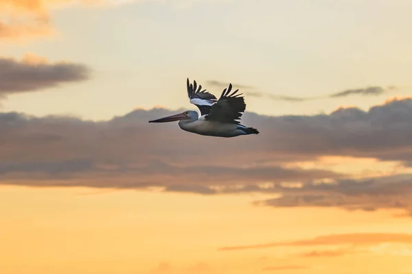 Early Morning Pelican Flight Woy Woy Central Coast Nsw Australia — Stockfoto
