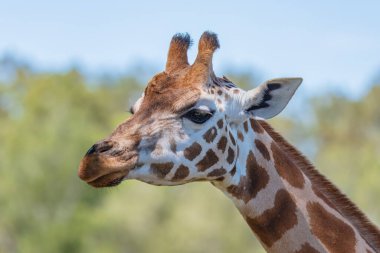 Rothschild zürafası nesli tükenmekte olan bir tür. Vahşi doğada yaşayanların hepsi Kenya ve Uganda 'nın koruma altındaki bölgelerinde..