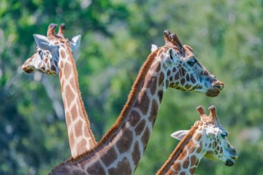 Rothschild zürafası nesli tükenmekte olan bir tür. Vahşi doğada yaşayanların hepsi Kenya ve Uganda 'nın koruma altındaki bölgelerinde..