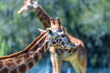 Rothschild zürafası nesli tükenmekte olan bir tür. Vahşi doğada yaşayanların hepsi Kenya ve Uganda 'nın koruma altındaki bölgelerinde..