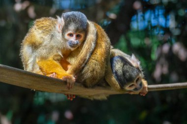 Bolivya sincabı maymunları siyah burunlu ve ağızlıklı küçük beyaz yüzlü maymunlardır. Paltoları kahverengi ve gri ile altın arasında değişmektedir..