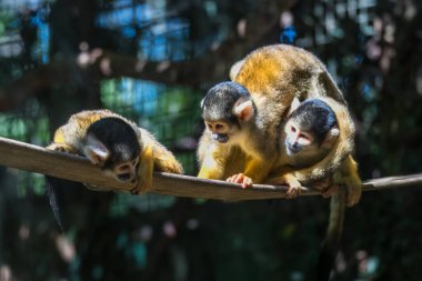 Bolivya sincabı maymunları siyah burunlu ve ağızlıklı küçük beyaz yüzlü maymunlardır. Paltoları kahverengi ve gri ile altın arasında değişmektedir..