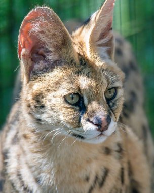 Afrika Servisi orta büyüklükte, büyük kulaklı, benekli kürklü ve Afrika 'ya özgü bir kedidir..