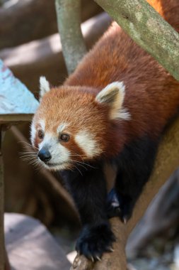 Kırmızı kahverengi kürkünden dolayı adlandırılan kızıl panda, doğu Himalayalar ve güneybatı Çin 'de yaşayan nesli tükenmekte olan bir memeli türüdür..