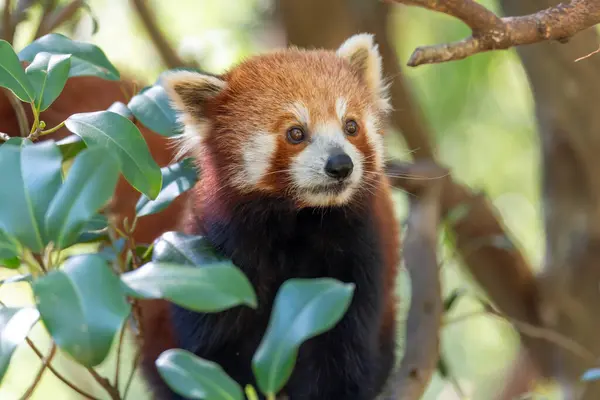 stock image The red panda named for its reddish brown fur is an endangered mammal native to the eastern Himalayas and southwestern China.