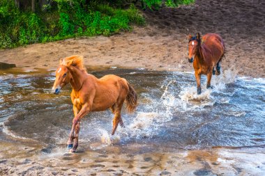 Run of the Horses, Avustralya 'nın NSW kentindeki Central Coast Hinterland' da yer alan Glenworth Vadisi 'nde bulunan bir at derlemesidir..