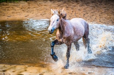 Run of the Horses, Avustralya 'nın NSW kentindeki Central Coast Hinterland' da yer alan Glenworth Vadisi 'nde bulunan bir at derlemesidir..