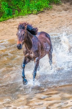 Run of the Horses, Avustralya 'nın NSW kentindeki Central Coast Hinterland' da yer alan Glenworth Vadisi 'nde bulunan bir at derlemesidir..