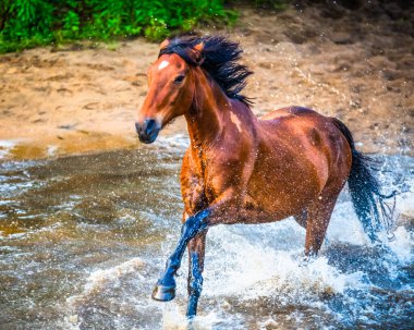 Run of the Horses, Avustralya 'nın NSW kentindeki Central Coast Hinterland' da yer alan Glenworth Vadisi 'nde bulunan bir at derlemesidir..