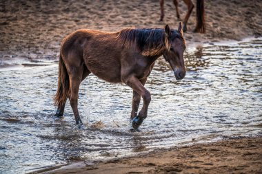 Run of the Horses, Avustralya 'nın NSW kentindeki Central Coast Hinterland' da yer alan Glenworth Vadisi 'nde bulunan bir at derlemesidir..