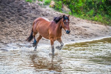 Run of the Horses, Avustralya 'nın NSW kentindeki Central Coast Hinterland' da yer alan Glenworth Vadisi 'nde bulunan bir at derlemesidir..