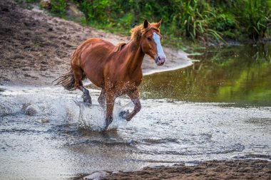 Run of the Horses, Avustralya 'nın NSW kentindeki Central Coast Hinterland' da yer alan Glenworth Vadisi 'nde bulunan bir at derlemesidir..