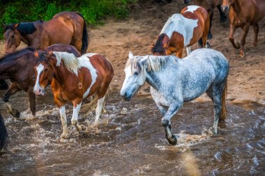 Run of the Horses, Avustralya 'nın NSW kentindeki Central Coast Hinterland' da yer alan Glenworth Vadisi 'nde bulunan bir at derlemesidir..