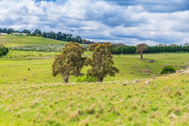 NSW, Avustralya 'nın orta batısındaki Orange yakınlarındaki Lucknow civarındaki manzaranın tadını çıkarıyor..