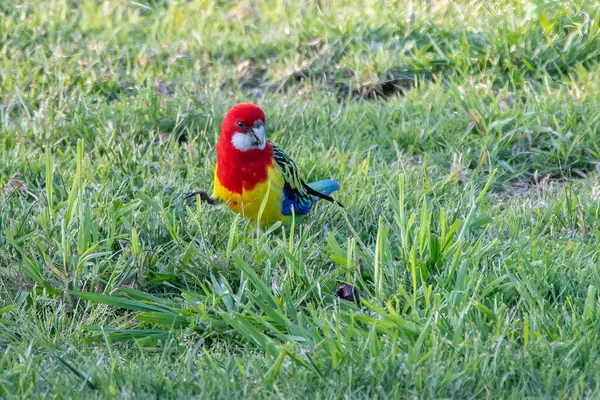 stock image Eastern Rosella at Blayney in the Central West of NSW, Australia