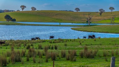 Avustralya, NSW 'nin orta batısında bulunan güzel manzaralı Carcoar Barajı veya Carcoar Gölü