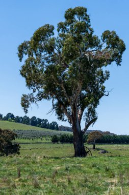 NSW, Avustralya 'nın orta batısındaki Orange yakınlarındaki Lucknow civarındaki manzaranın tadını çıkarıyor..
