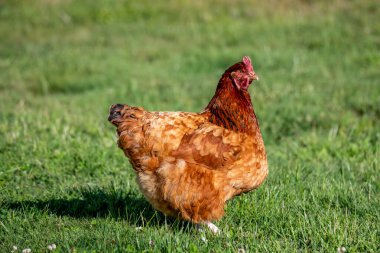 ISA Brown Chicken, insanlar tarafından yumurtlamak için tasarlanmış bir melez tavuk türüdür. Düşük bakım gerektiren bir türdür ve gündüz vakti Blayney, NSW, Avustralya 'da mutlu mesut dolaşırlar..