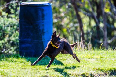 Avustralya 'nın NSW, Avustralya' nın orta batısındaki Blayney 'de bir arazide Kelpies.