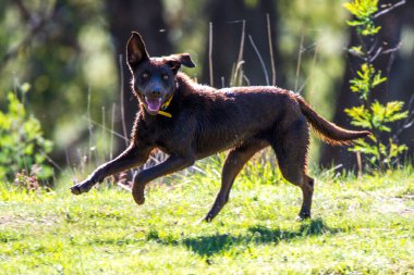 Avustralya 'nın NSW, Avustralya' nın orta batısındaki Blayney 'de bir arazide Kelpies.