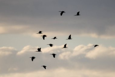 Avustralya, NSW 'nin orta batısındaki Blayney üzerinde güneş batarken uçan Ibis kuşları..