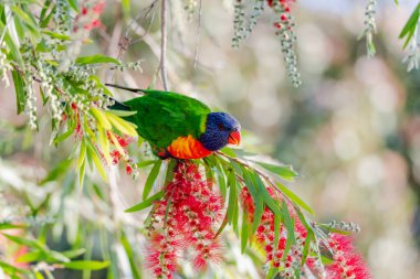 Gökkuşağı Lorikeet Woy Woy, NSW, Avustralya 'da şişe fırçasıyla besleniyor.