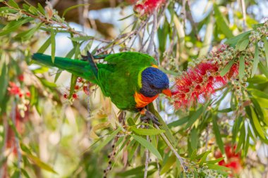 Gökkuşağı Lorikeet Woy Woy, NSW, Avustralya 'da şişe fırçasıyla besleniyor.