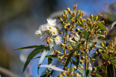 Avustralya 'da Newport, NSW, Avustralya' da bal arısı çiçekli sakız ağacı.