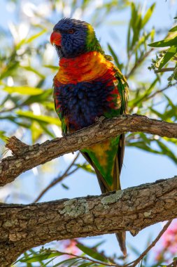 Gökkuşağı Lorikeet Woy Woy, NSW, Avustralya 'da şişe fırçasıyla besleniyor.