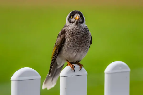 stock image Noisy Miner bird on white fence with green background in Sydney, NSW, Australia.