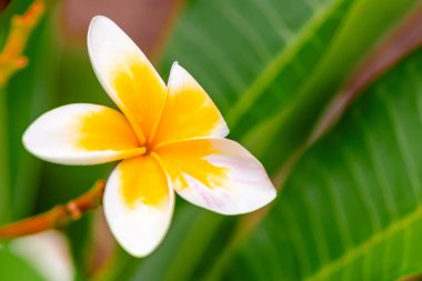 Ağaçtaki sarı ve beyaz Frangipani çiçekleri hala sonbaharda Woy Woy, NSW, Avustralya 'da çiçek açıyor..