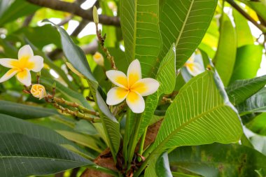 Ağaçtaki sarı ve beyaz Frangipani çiçekleri hala sonbaharda Woy Woy, NSW, Avustralya 'da çiçek açıyor..
