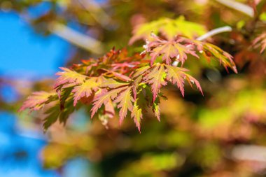 Autumn leaves at Mayfield Garden just out of Oberon in the Central West of NSW, Australia. clipart