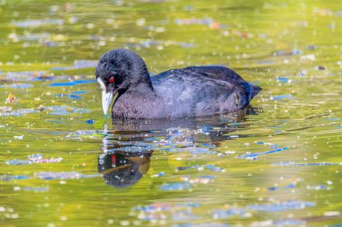 Eurasian Coot and reflection in the pond at Mayfield Garden just out of Oberon in the Central West of NSW, Australia. clipart