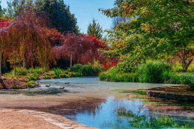 NSW, Avustralya 'nın orta batısındaki Oberon' un dışındaki Mayfield Garden 'daki gölette Pembe Su Zambağı..