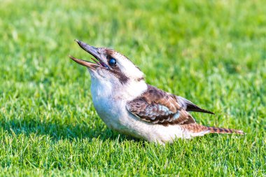 Avustralya, NSW 'nin güney kıyısındaki Malua Körfezi' nde Gülen Kocaayakra 'nın göz kapağı (3. göz kapağı) güzelleştirilmesi.