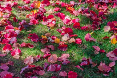 Autumn coloured leaves on the grass at Lake Burley Griffin, Canberra, ACT, Australia. clipart