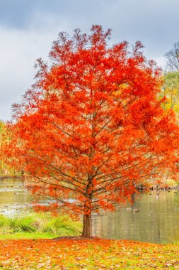 Late Autumn scenery around the Botanical Gardens in Castlemaine, Victoria, Australia. clipart