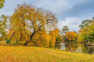 Castlemaine, Victoria, Avustralya 'daki Botanik Bahçeleri' nin sonbahar manzarası.