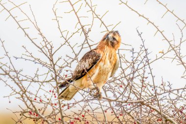 Küçük kartal (hiyeraetus morphnoides), uçuşta görülen alt kanatlarda M desenli tüylü ve küçük, güçlü bir kartal türüdür..