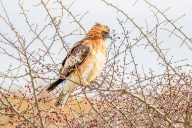 Küçük kartal (hiyeraetus morphnoides), uçuşta görülen alt kanatlarda M desenli tüylü ve küçük, güçlü bir kartal türüdür..