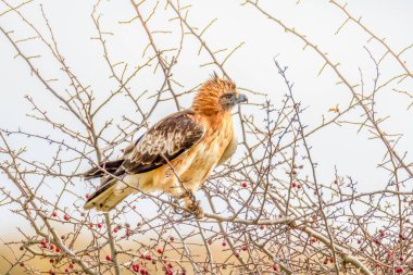 Küçük kartal (hiyeraetus morphnoides), uçuşta görülen alt kanatlarda M desenli tüylü ve küçük, güçlü bir kartal türüdür..