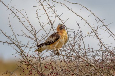 Küçük kartal (hiyeraetus morphnoides), uçuşta görülen alt kanatlarda M desenli tüylü ve küçük, güçlü bir kartal türüdür..