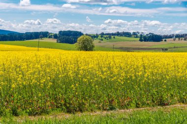 Bahar 'da Canola Fields Neville yakınlarındaki Blayney Shire, Yeni Güney Galler, Avustralya.