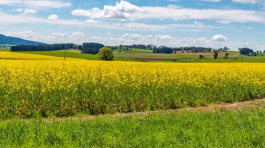 Bahar 'da Canola Fields Neville yakınlarındaki Blayney Shire, Yeni Güney Galler, Avustralya.