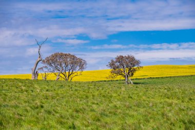 Kings Plains 'de tarım arazisi manzarası Orta Batı' da Blayney, Yeni Güney Galler, Avustralya.