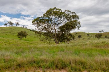 Cudgegong ve Mudgee arasındaki kırsal manzaranın tadını çıkar.